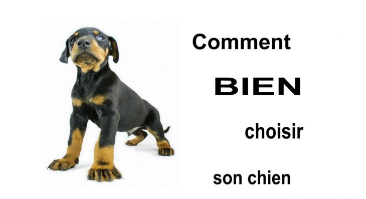 Comment dresser son chien Comment dresser son chien